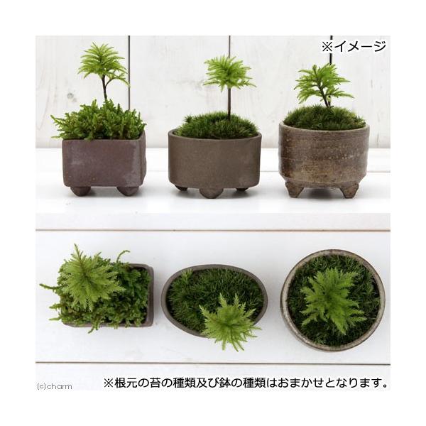 盆栽 苔盆栽 益子焼鉢植え コウヤノマンネングサ 鉢おまかせ １鉢 休眠株 Buyee Buyee Japanese Proxy Service Buy From Japan Bot Online