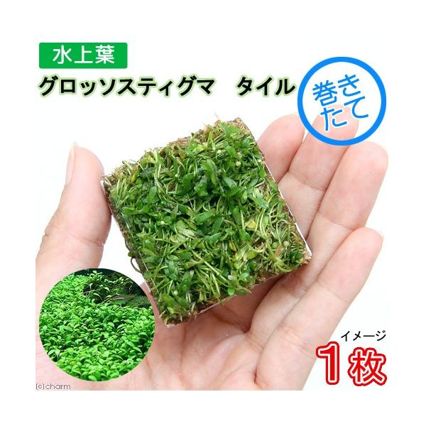 ijā@bNE[t@Ob\XeBO}@^Citji_jiPj