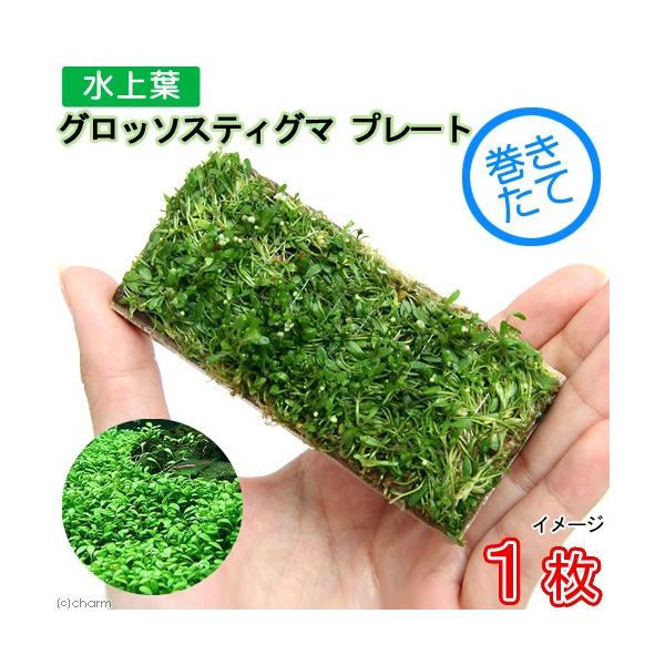 ijā@bNE[t@Ob\XeBO}@v[gitji_jiPj