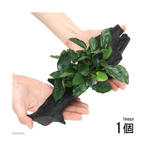 ijAkrAXii@O@EF[u[t@ؕt@kTCYiP{jiQTj