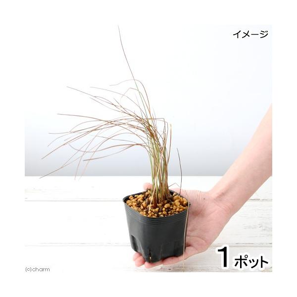 _aqua　_gardening　金魚・メダカ　ビオトープ　ウォーターガーデン　水辺植物　水生植物　オーナメンタルグラス　線形状　ガーデニング　その他水辺植物　ll_plants　雀の毛槍　スズメノケヤリ　綿菅　綿萓　ヴォルグラス　コットン...