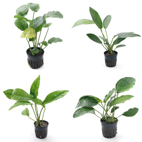 ij܂AkrAXi^`^jPiP|bgj