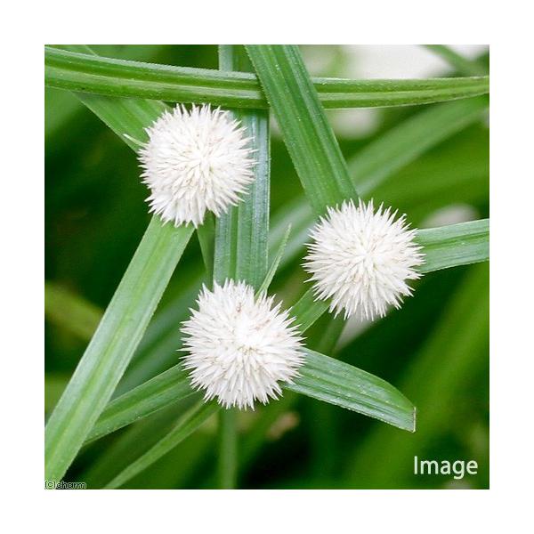 （ビオトープ）水生植物　白玉カヤツリグサ　雪坊主　３号（１ポット）