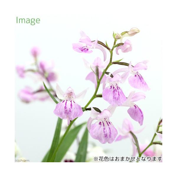チャーム（charm） （山野草）ウチョウラン（羽蝶蘭）花色おまかせ 2
