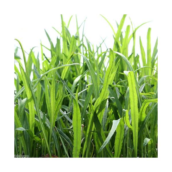 _aqua　_gardening　金魚・メダカ　水辺植物　水生植物　有茎種　枝もの　ガーデニング　all_plants　20150712　ＹＳ　植物　植物生体　ガーデニング生体　育て方　育成方法　栽培方法　湿生植物　opa2_delete