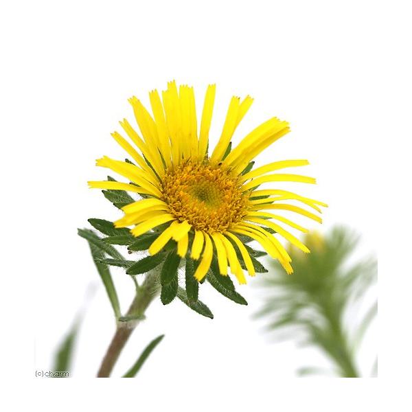 _aqua　_gardening　金魚・メダカ　水辺植物　水生植物　有茎種　枝もの　ガーデニング　20150712　ＹＳ　植物　植物生体　ガーデニング生体　育て方　育成方法　栽培方法　湿生植物　opa2_delete　pointrk5112...