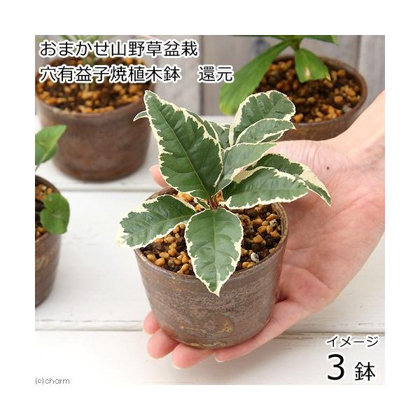 iR쑐j~́@܂R쑐~́@LvqĐAؔiҌjiRjixԁj