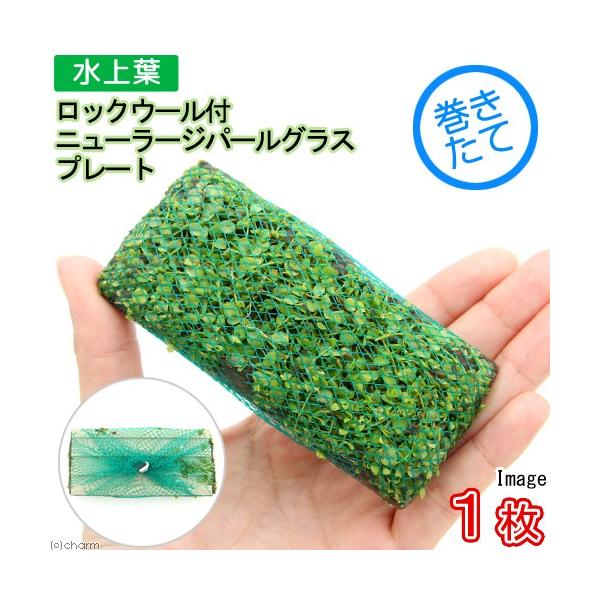 ijā@bNE[t@j[[Wp[OX@v[gi_jitjiPj