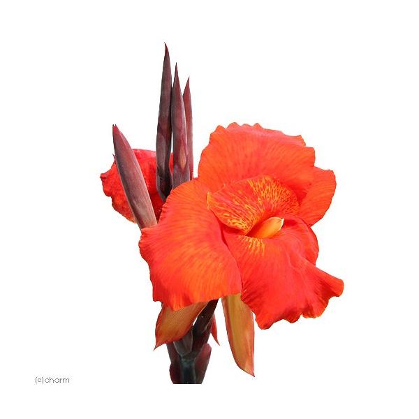 all_plants　_aqua　_gardening　ビオトープ　水辺植物　水生植物　湿生植物　観葉植物　ガーデニング　植物　植物生体　ガーデニング生体　育て方　育成方法　栽培方法　花　花苗　花物　花壇　花壇苗　カラーリーフ　カンナ　水カ...