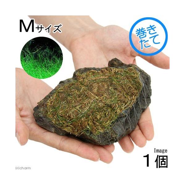 ijā@bNE[t@wA[OXV[g@R΁@lTCYiPQ`PTjitji_jiPj