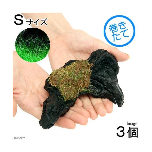 ijā@bNE[t@wA[OXV[g@؁@rTCYitji_jiR{jiPTj