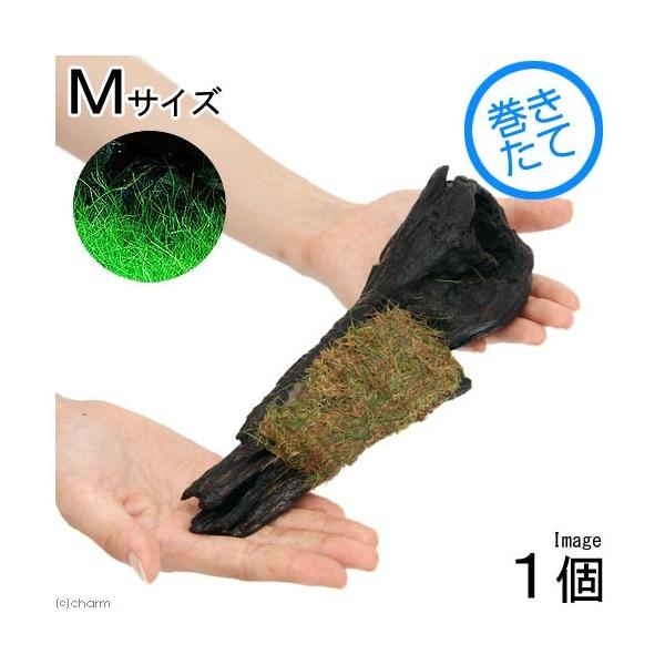 ijā@bNE[t@wA[OXV[g@؁@lTCYitji_jiP{jiQOj