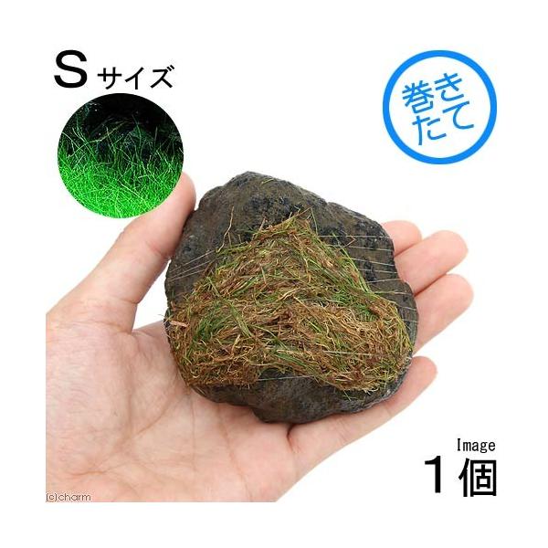 ijā@bNE[t@wA[OXV[g@n΁@rTCYiW`PQjitji_jiPj