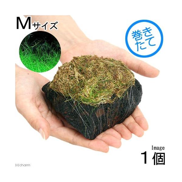 ijā@bNE[t@wA[OXV[g@n΁@lTCYiPQ`PTjitji_jiPj