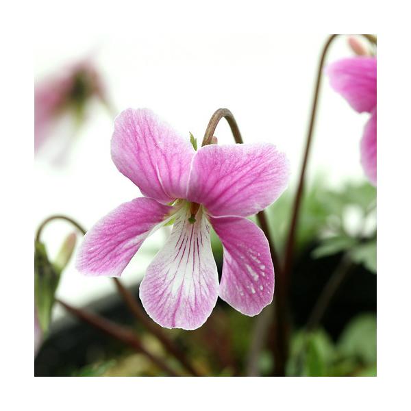 _gardening　ガーデニング　山野草　Ｖｉｏｌａ　ｅｉｚａｎｅｎｓｉｓ×ｓｐ．　“Ｂｅｎｉ−ｚｕｒｕ”　紅鶴スミレ　エイザンスミレ　ヒゴスミレ　20150806　MS　greepla10bai1406　kaijyo　ナンザンスミレ　紅...