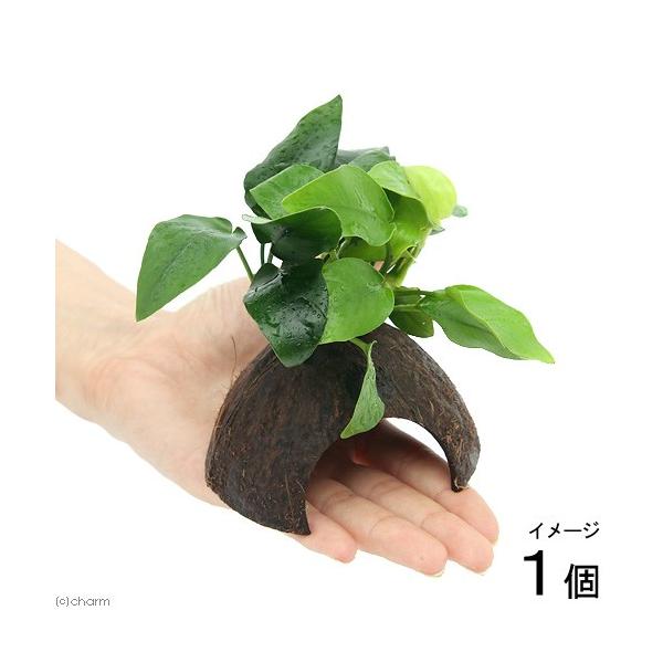 ij~jRRibcVF^[@AkrAXiiS[fitjiPj