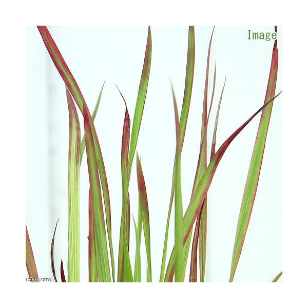 ing　ガーデニング　山野草　水辺植物　ビオ植物　ビオトープ　Ｉｍｐｅｒａｔａ　ｃｙｌｉｎｄｒｉｃａ　茅萱　20150903　ＭＳ　植物　植物生体　ガーデニング生体　育て方　育成方法　栽培方法　湿性植物　紅チガヤ　ベニチガヤ　紅茅　p5mi...