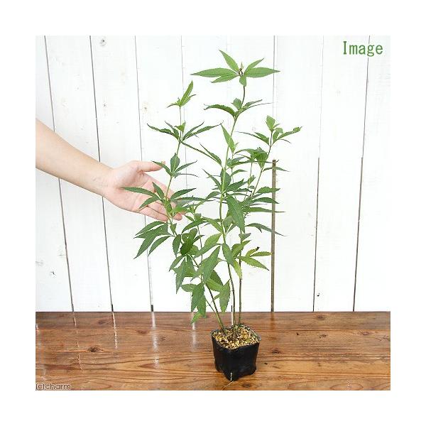 iR쑐jtWoJ}iсjRiP|bgjixԁj