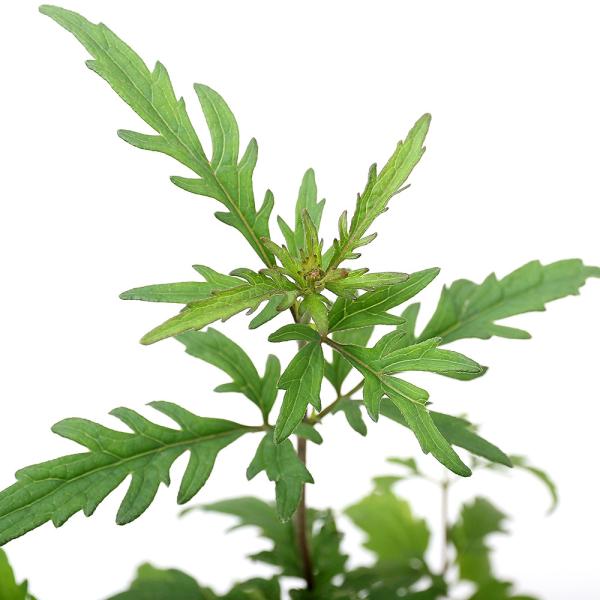 iR쑐jtWoJ}iсjLNotWoJ}ietсj@RiP|bgjixԁj