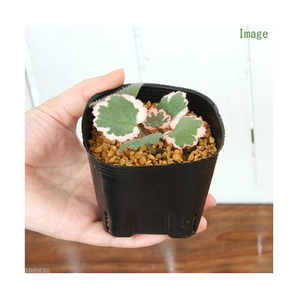 iR쑐j胆LmV^imj@䏊ԁ@QDT`RiP|bgjixԁj