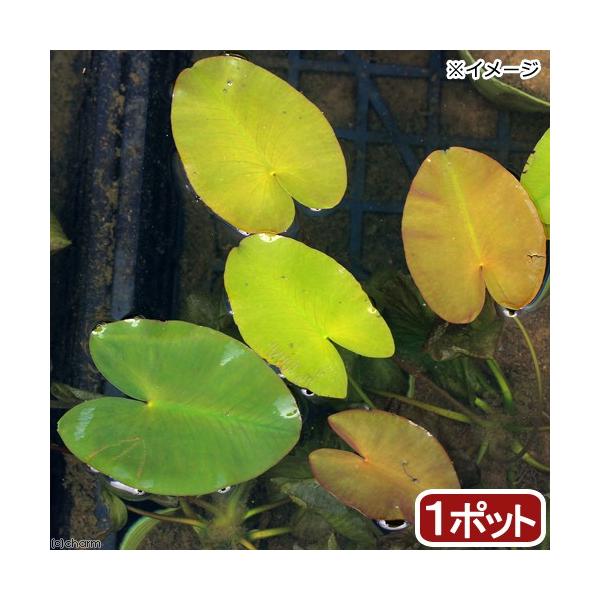 irIg[vjA@͍@TCRNqREzliP|bgj@tAixԁj