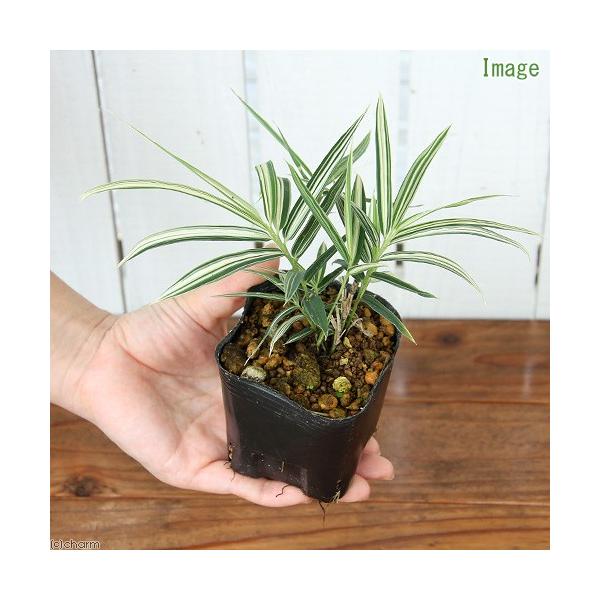 _gardening　ガーデニング　山野草　３号　NT　20150913　植物　植物生体　ガーデニング生体　育て方　育成方法　栽培方法　稚児笹　シマダケ　Isachne　globosa　斑入り　斑入り稚児笹　フイリチゴザサ