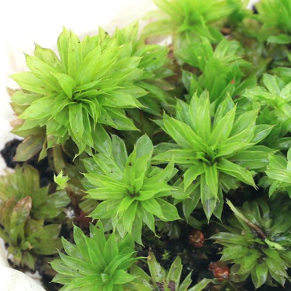 PF_SPQ　line2462terarium　_aqua　_gardening　_hachu　_kame　コケシリーズ　水草　コケ　モス類　all_plants　両爬向き植物　カサゴケモドキ　20150927　NT　ビバリウム　アクアテラ...