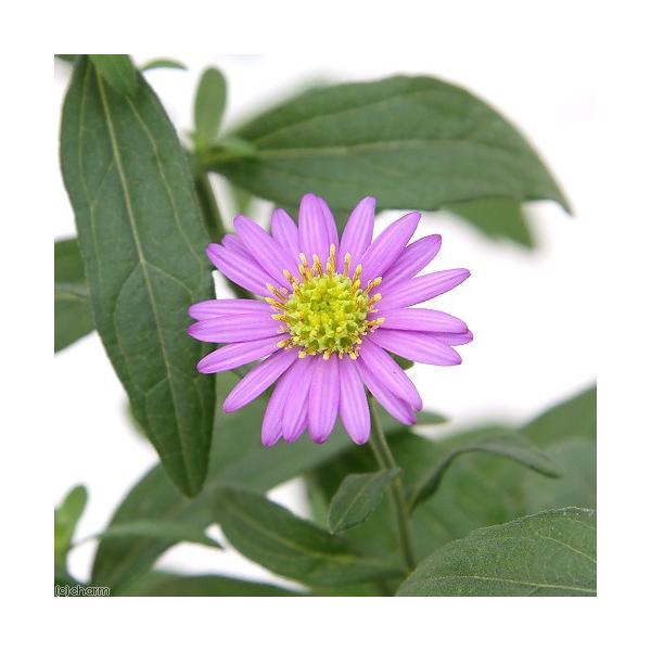 iR쑐jLNiejmRMNi썮ej[f@RiP|bgjixԁj