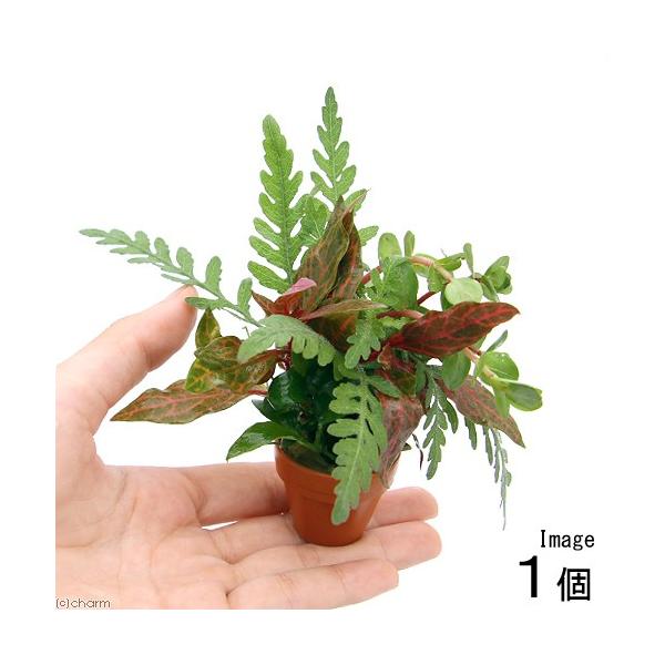 ijv`fĂ@NX}XJ[̊񂹐A~bNXitjiPj