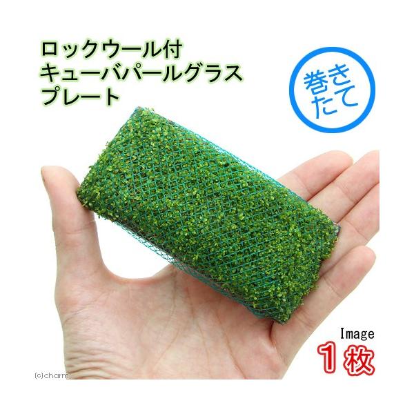 ijā@bNE[t@L[op[OX@v[gitji_jiPj