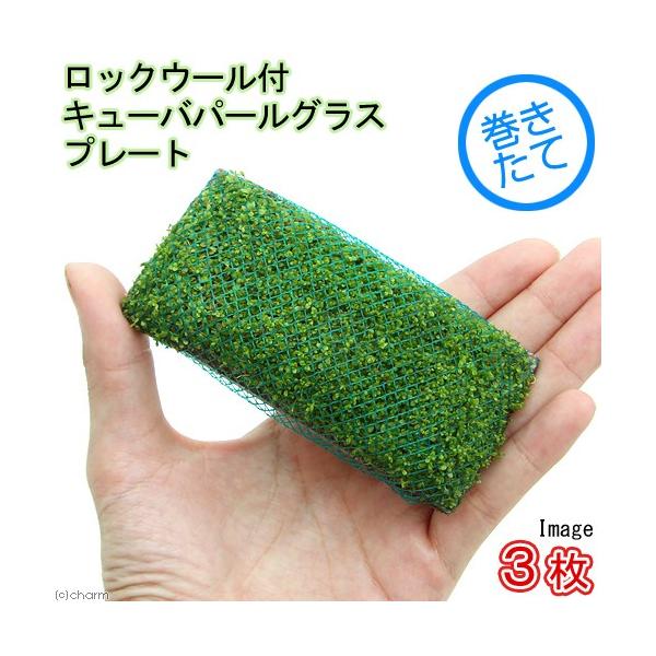 ijā@bNE[t@L[op[OX@v[gitji_jiRj