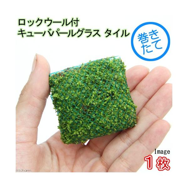 ijā@bNE[t@L[op[OX@^Citji_jiPj