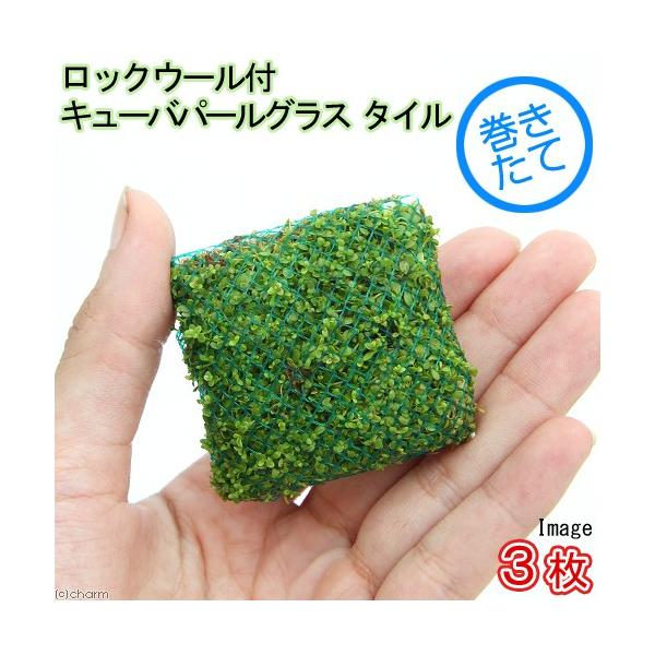 水草 キューバパールグラス」の人気商品一覧 | 安い商品を通販