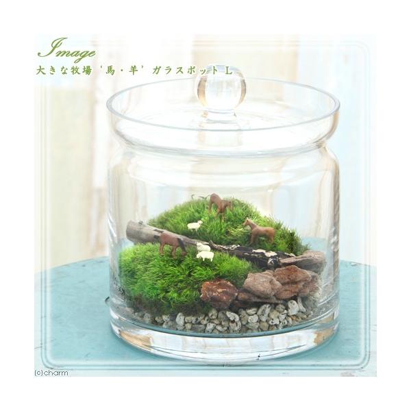 _aqua　koketera　_interior　ＭＳ34　_hachu　コケシリーズ　terrarium　苔Ｔｅｒｒａシリーズ　ガーデニング　観葉植物　苔テラリウム　コケテラリウム　苔盆栽　20151120　ＮＫＢ　水草　流木　石　グラス...