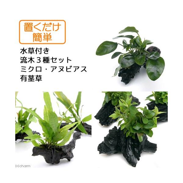 ijuȒP@t؂RZbgi~NEAkrAXELsjitj