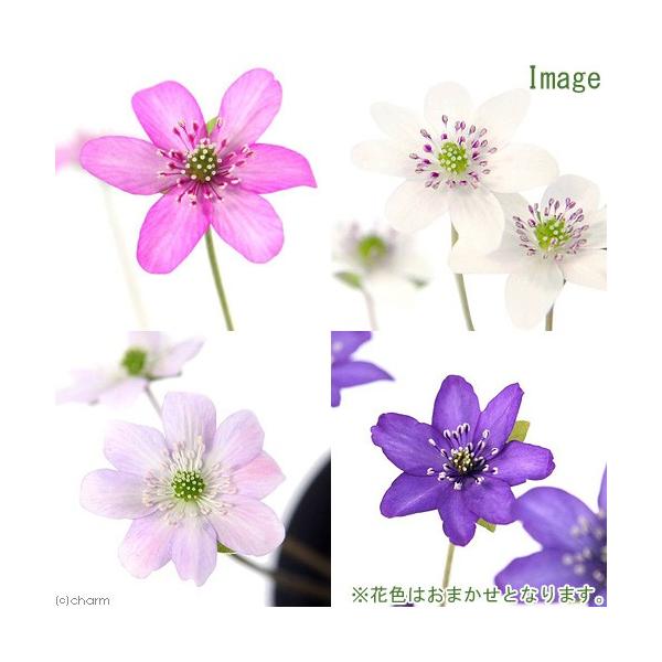 _interior　_gardening　ガーデニング　山野草　寄せ植え　koukaseki_series　sannyasou_2014　20160113　ＮＴ　植物　植物生体　ガーデニング生体　育て方　育成方法　栽培方法　koke_tok...