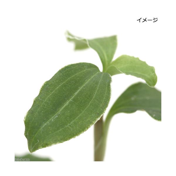 _aqua　_gardening　_hachu　_kame　観葉植物　園芸　ガーデニング　ビバリウム　アクアテラリウム　パルダリウム　水草　宝石蘭　宝石ラン　シュスラン属　ミヤマウズラの仲間　グッディエラ　曙繻子蘭　ビロードラン　Ｇｏｏｄｙ...