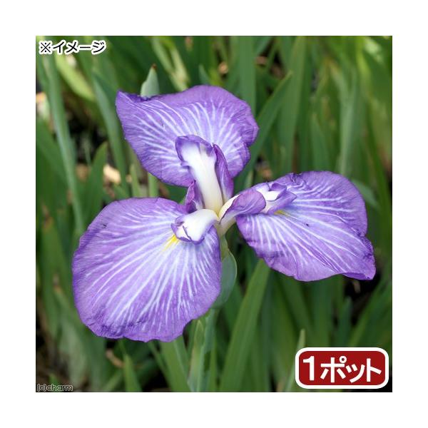 irIg[vjA@ԏҊ@acÊCi_cE~j]ˌnFn؎OpԁiP|bgjixԁj