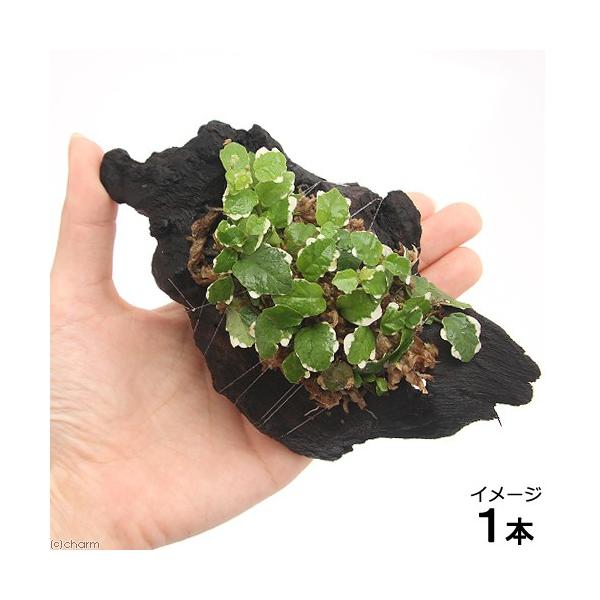 iϗtAjuȒProEI@ā@c^t؁@rrTCYiPOjiP{j