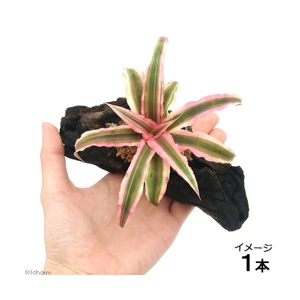 iϗtAjuȒProEI@ā@~jϗtt؁@rrTCYiPOjiP{j