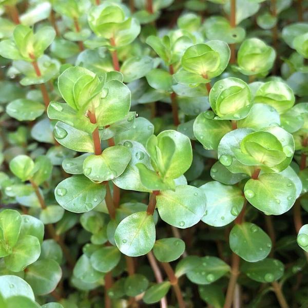 水草 ロタラの人気商品 通販 価格比較 価格 Com