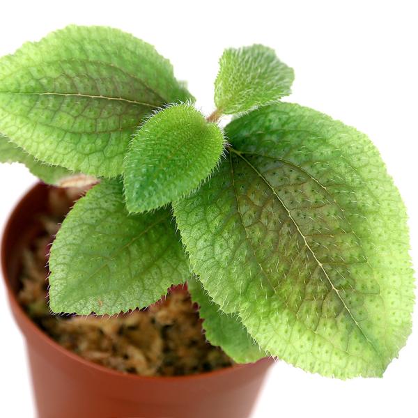 ieEjtBKeBXDc@m@@@uiP|bgjm{^@kCEBq֗vۉ