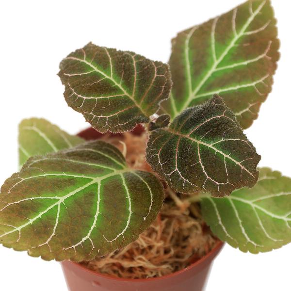 ieEjyAPA@q|LeBt[iP|bgj@kCEBq֗vۉ