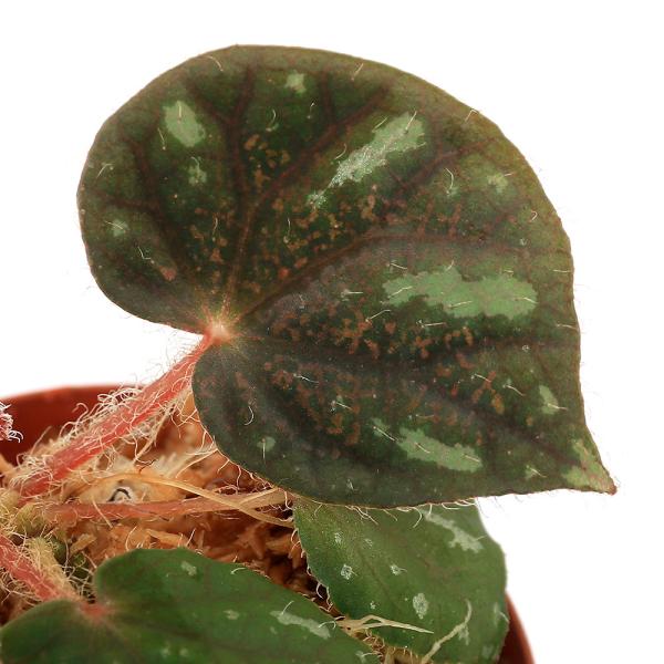 観葉植物 ベゴニア 農業資材 ガーデニング用品の人気商品 通販 価格比較 価格 Com