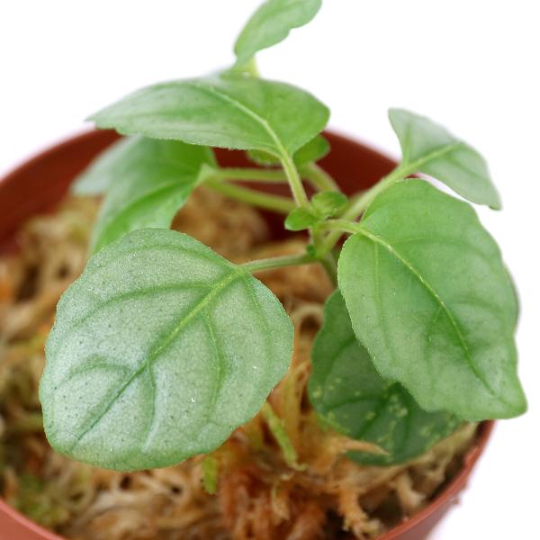 ieEjw~OtBX@v^X@liP|bgj@kCEBq֗vۉ