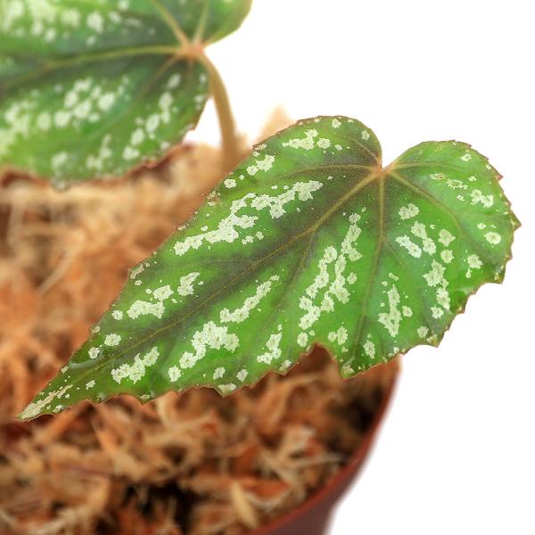 ieEjxSjA@nf[EvXg[^@uiP|bgjxSjA@kCEBq֗vۉ