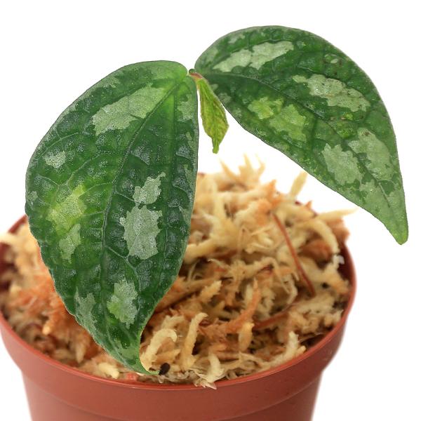 ieEjGgXe}Dr@kiP|bgj@kCEBq֗vۉ