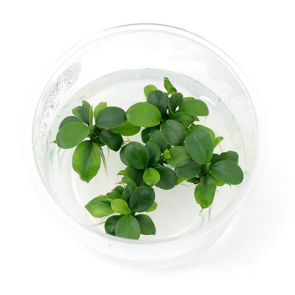 アヌビアス ナナ プチ」の人気商品一覧 | 安い商品を通販サイトから