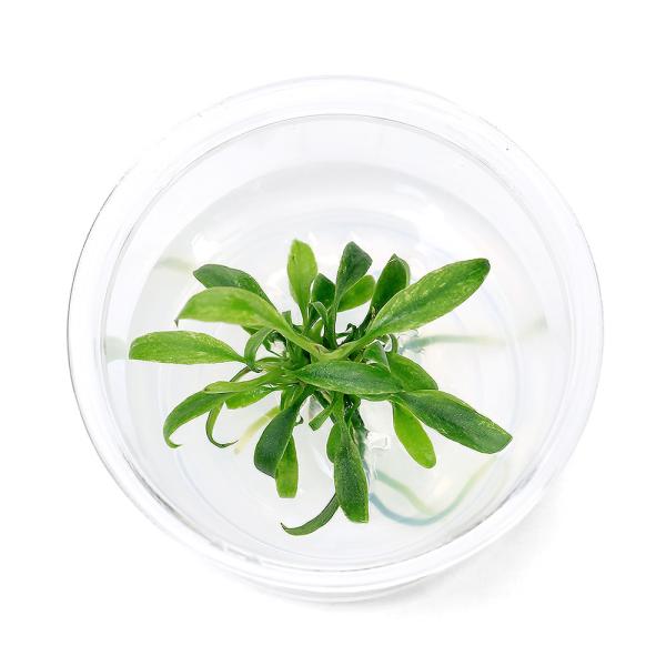 ijgD|{@AkrAX@oe[@DOu@~jJbviPJbvj@kCEBq֗vۉ