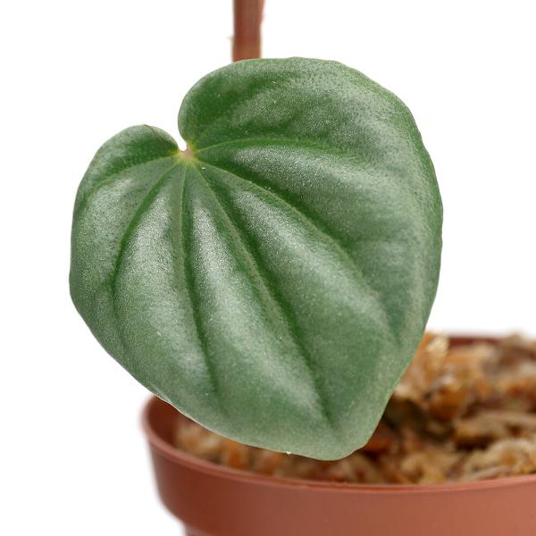 ペペロミア 観葉植物の人気商品 通販 価格比較 価格 Com